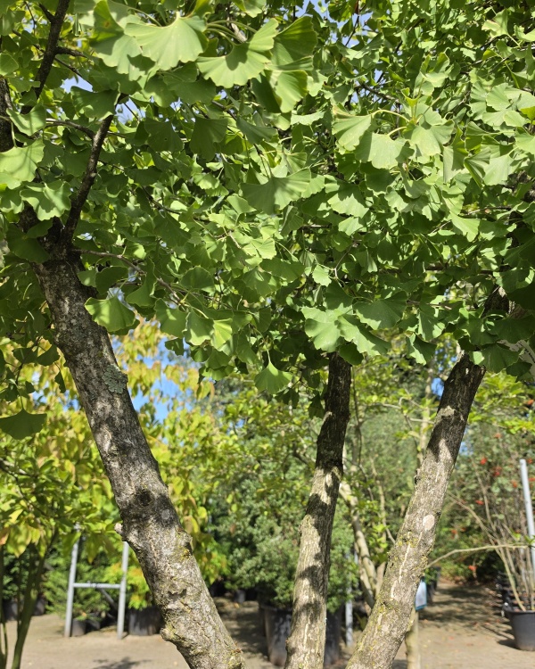 Ginkgo mit mehrstämmiger Krone auf Unterstamm