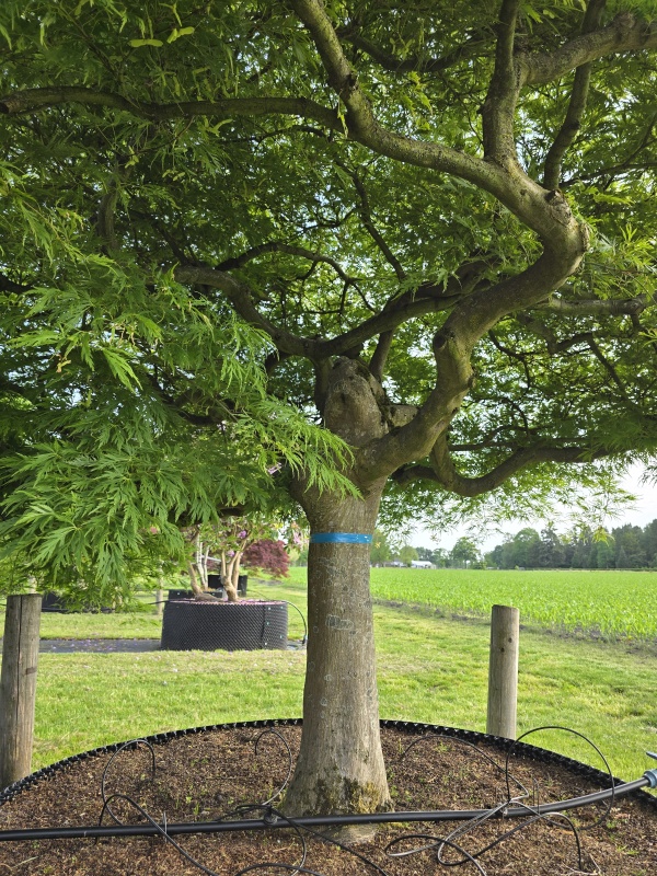 Japanse esdoorn