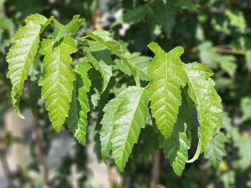 Acer Ginnale