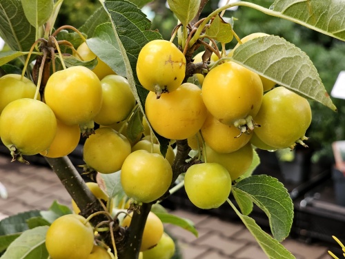 Sierappel 'Golden Hornet' - diverse sierappel boompjes op stam