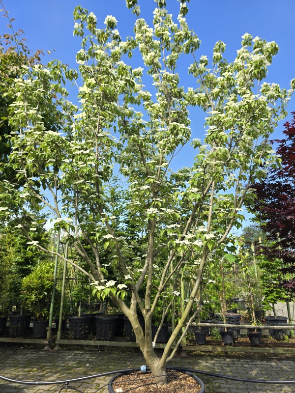 Japanse grootbloemige kornoelje