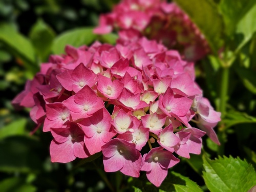 Hortensia 'Bouquet Rose' juni-juli