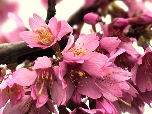 Sierkers 'Okame'