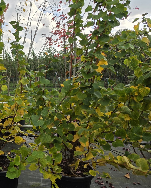 kleine Linde