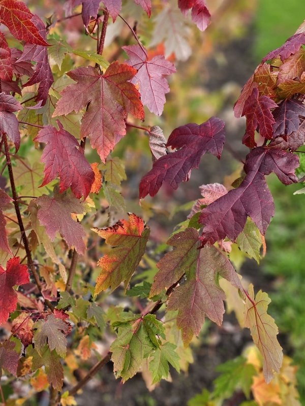 Ahorn mit schöner Herbstfärbung