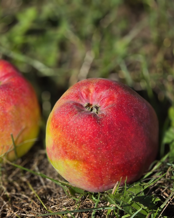 Apfel