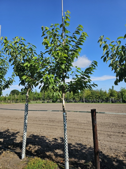 Zoete kers 'Sunburst' met donkerrode kersen in de zomer