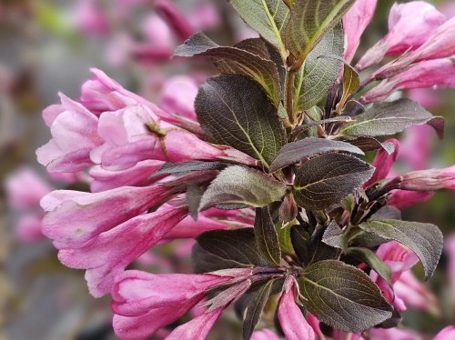 Weigela 'Nana Purpurea' met purper kleurig blad
