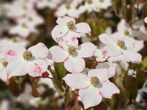 Cornus kousa 'Cappuccino' 1 juni bloei