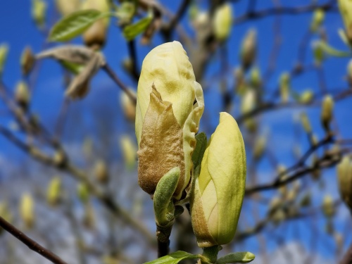 Beverboom 'Elizabeth' met witte bloem