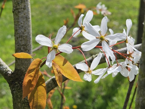 Amelanchier 'Snowflakes'