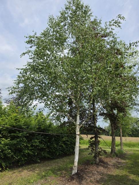 Betula utilis.  witte berk