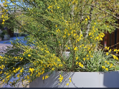 Brem 'Allgold' bloeit in april