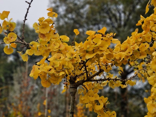 Ginkgo biloba 'Mariken', boompje op stam zomerblad