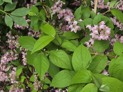 Deutzia