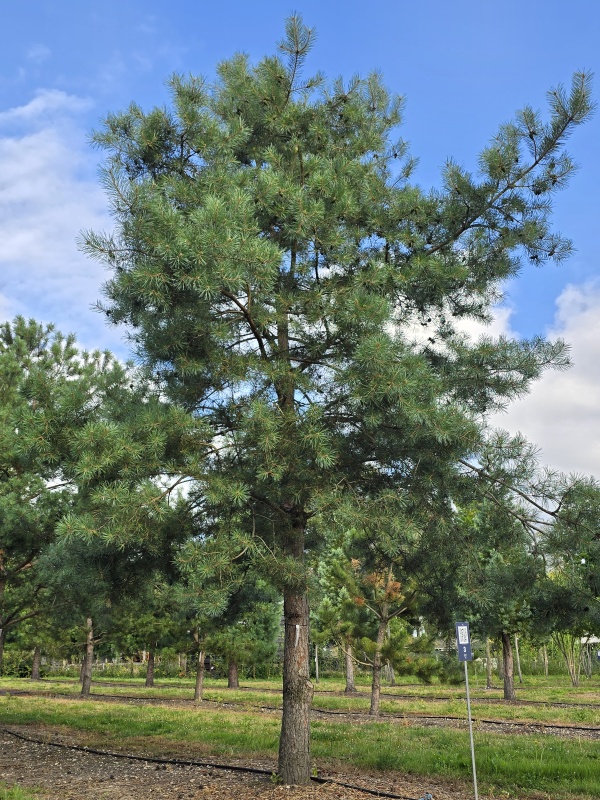 Grove Den