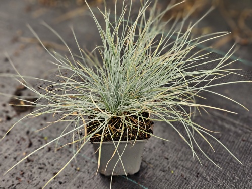 Zwenkgras glauca - Festuca glauca