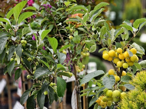 Sierappel 'Evereste' - boompje op stam met sierappeltjes in augustus