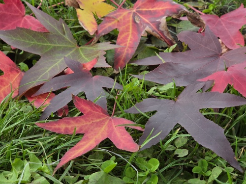 Amberstruik 'Worplesdon' - Liquidambar styraciflua 'Worplesdon'