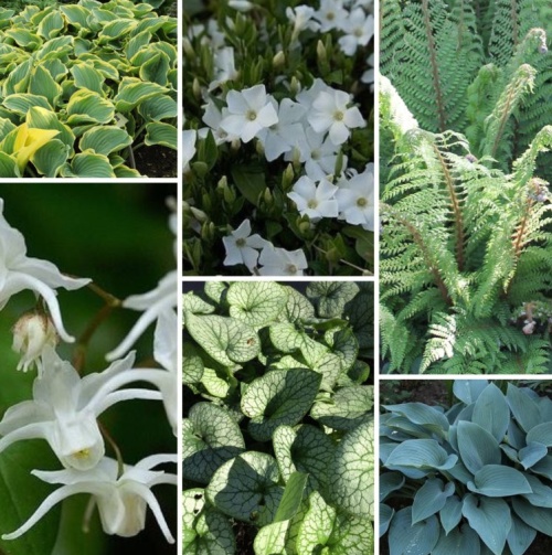 Borderpakket Onderhoudsarm E - Pakket OHE 24 planten