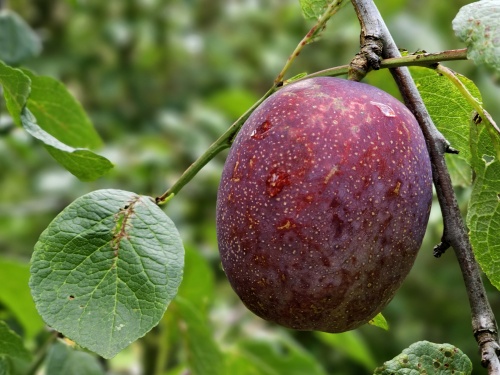 Pruim 'Hauszwetsche'  - Prunus domestica 'Hauszwetsche'