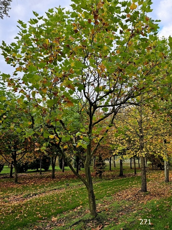 Plataan