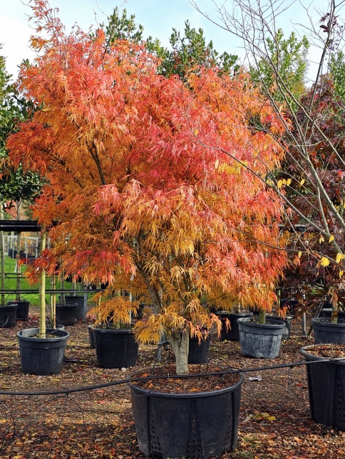 Acer palmatum scolopendriifolium