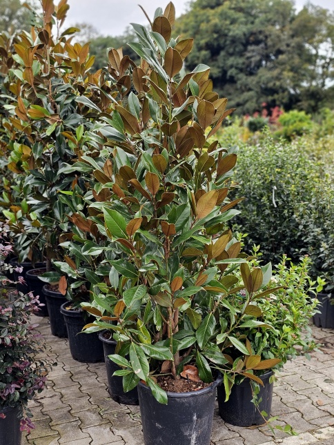 Magnolia grandiflora 'Galissonnière' met open bloem