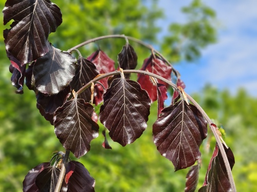 Fagus 'purple fountain'  rode treurbeuk