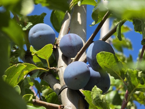Hauszwetsche is een blauwe pruim met late rijping medio september