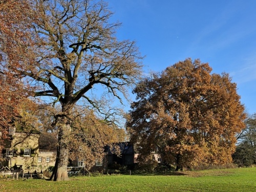 Quercus robur landschappelijke toepassing GB mei 2025