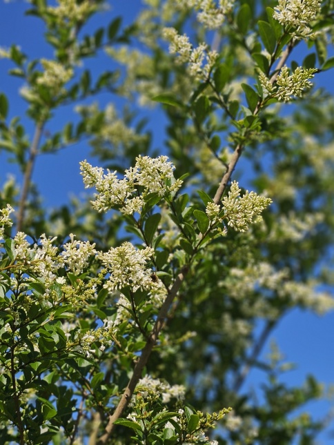 Ligustrum Ovalifolium bloeit en geurt in juni