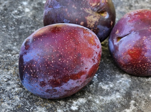 Prunus domestica 'Bleu de Belgique  blauwe pruim