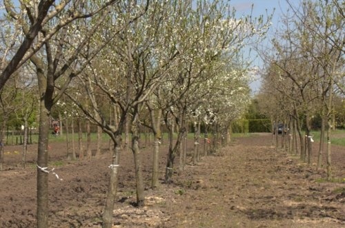 Pruim ras onbekend - Prunus domestica cv
