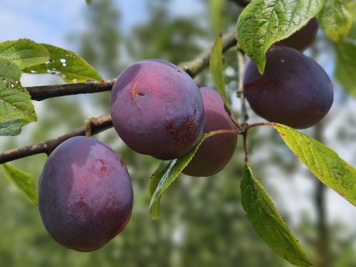 Pruim 'Belle de Louvain' - Prunus domestica 'Belle de Louvain'