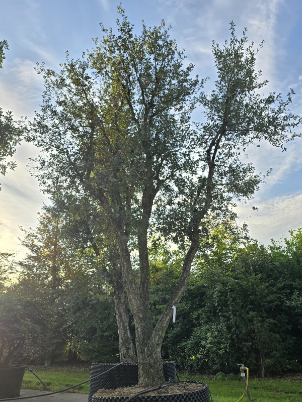 Korkeiche