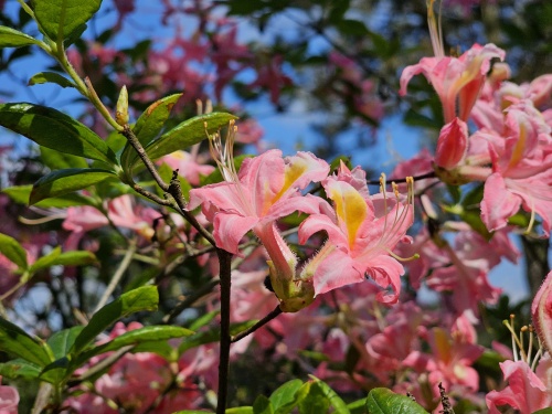 Rhododendron (AP)  'Fanny' - Rhododendron 'Fanny'