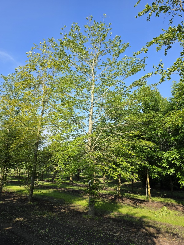Groene beuk
