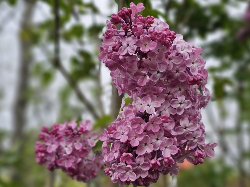Sering 'Mirabeau' met kleur en geur