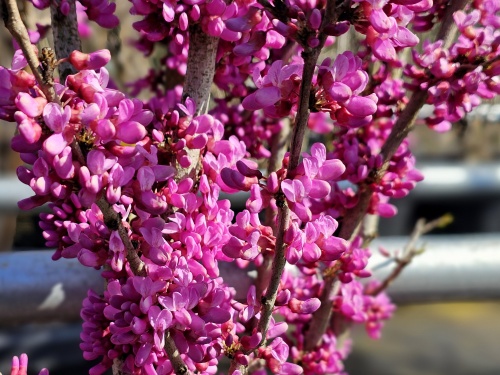 Chinese Judasboom 'Avondale' met roze bloesem
