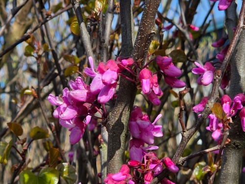 Judasboom met bloemknoppen in het vroege voorjaar
