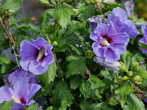 Hibiscus Oiseau Bleu