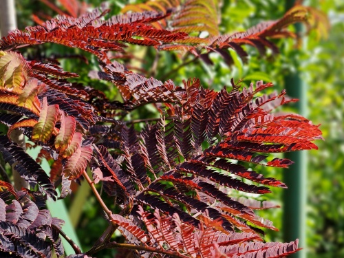 Perzische Slaapboom 'Summer Chocolate' als blikvanger in de zonnige warme tuin.