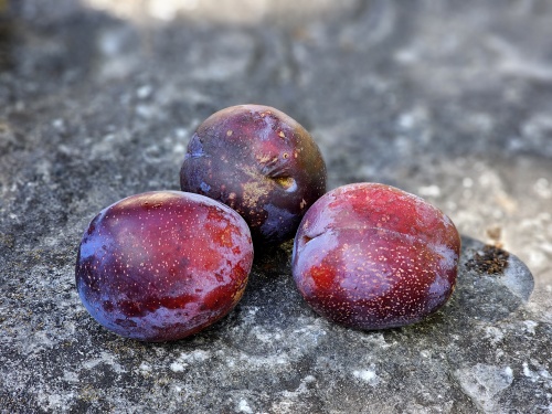 Prunus domestica 'Bleu de Belgique  blauwe pruim
