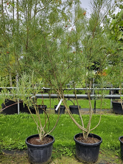 Rozemarijnwilg, Grijze wilg - Salix elaeagnos 'Angustifolia'