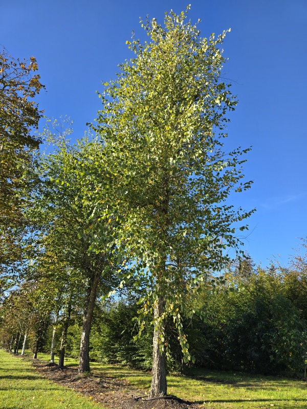Zwarte berk