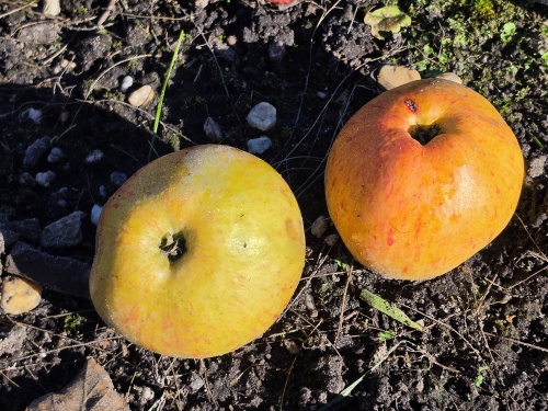Malus 'Zoete Aagt'
