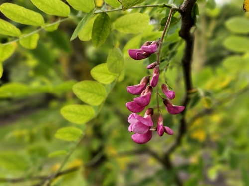 Rode acacia in bloei