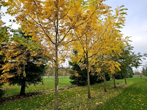 Juglans Nigra.