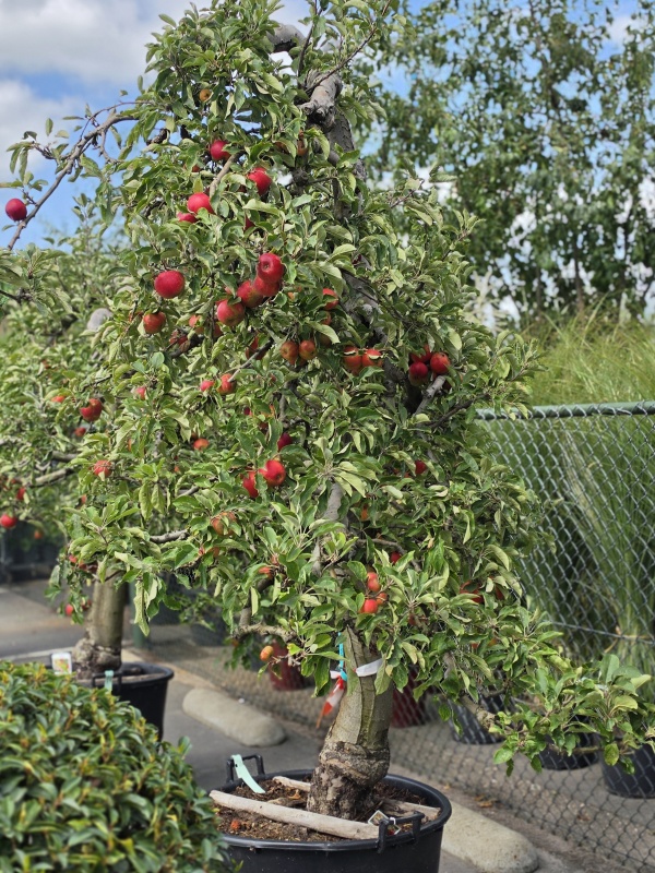 Appel 'Elstar'